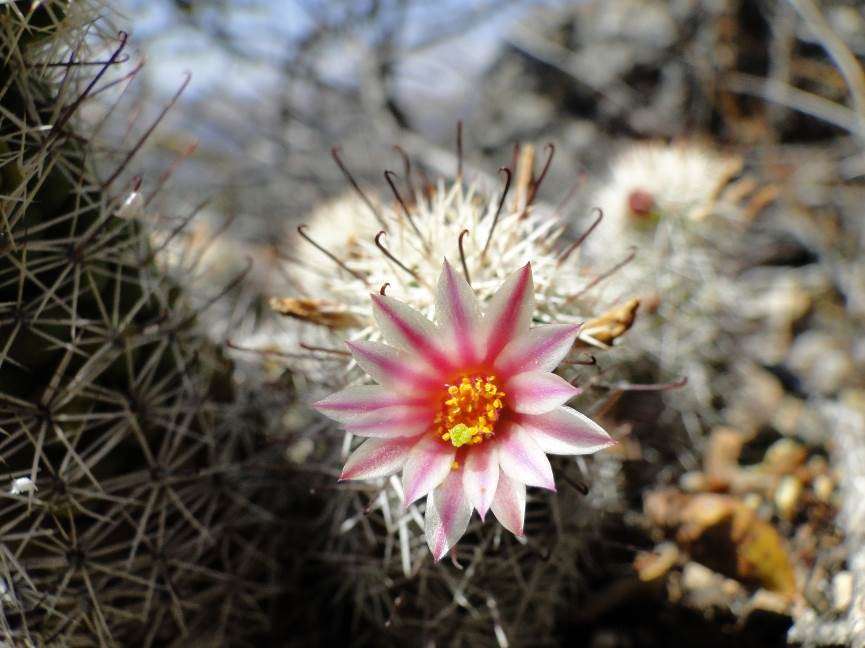 Mammillaria tonalensis